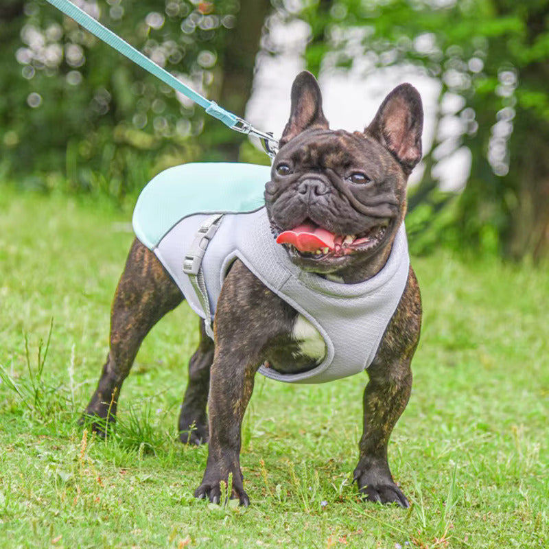 DressyCool – Veste Rafraîchissante Été pour Chien